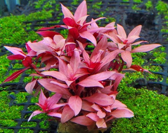 Ludwigia Peruensis, Background, Midground, (Pearlingplants) Freshwater Live Aquarium Plants + EXTRA