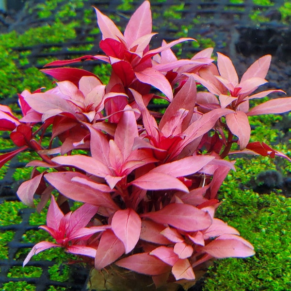 Ludwigia Peruensis, Background, Midground, (Pearlingplants) Freshwater Live Aquarium Plants + EXTRA