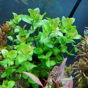 Bacopa Sp. Colorata, Midground, Background, Pearlingplants Freshwater Live Aquarium Plants EXTRA image 3