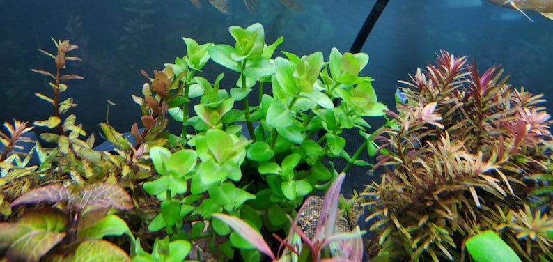 Bacopa Sp. Colorata, Midground, Background, Pearlingplants Freshwater Live Aquarium Plants EXTRA image 3