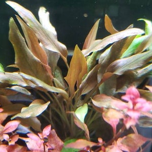 Cryptocoryne Beckettii Petchii Rosa con raíces raro, fondo, medio terreno, Pearlingplants Plantas de acuario vivas de agua dulce EXTRA imagen 1