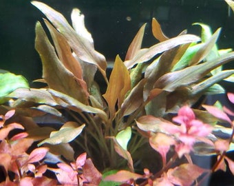 Cryptocoryne Beckettii Petchii Pink with Roots (Rare), Background, Midground, (Pearlingplants) Freshwater Live Aquarium Plants + EXTRA