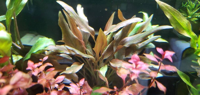 Cryptocoryne Beckettii Petchii Rosa con raíces raro, fondo, medio terreno, Pearlingplants Plantas de acuario vivas de agua dulce EXTRA imagen 1