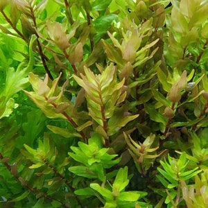 Rotala Macandra Green, Background,  (Pearlingplants) Freshwater Live Aquarium Plants + EXTRA