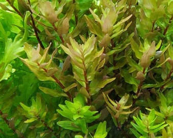 Rotala Macandra Green, Background,  (Pearlingplants) Freshwater Live Aquarium Plants + EXTRA