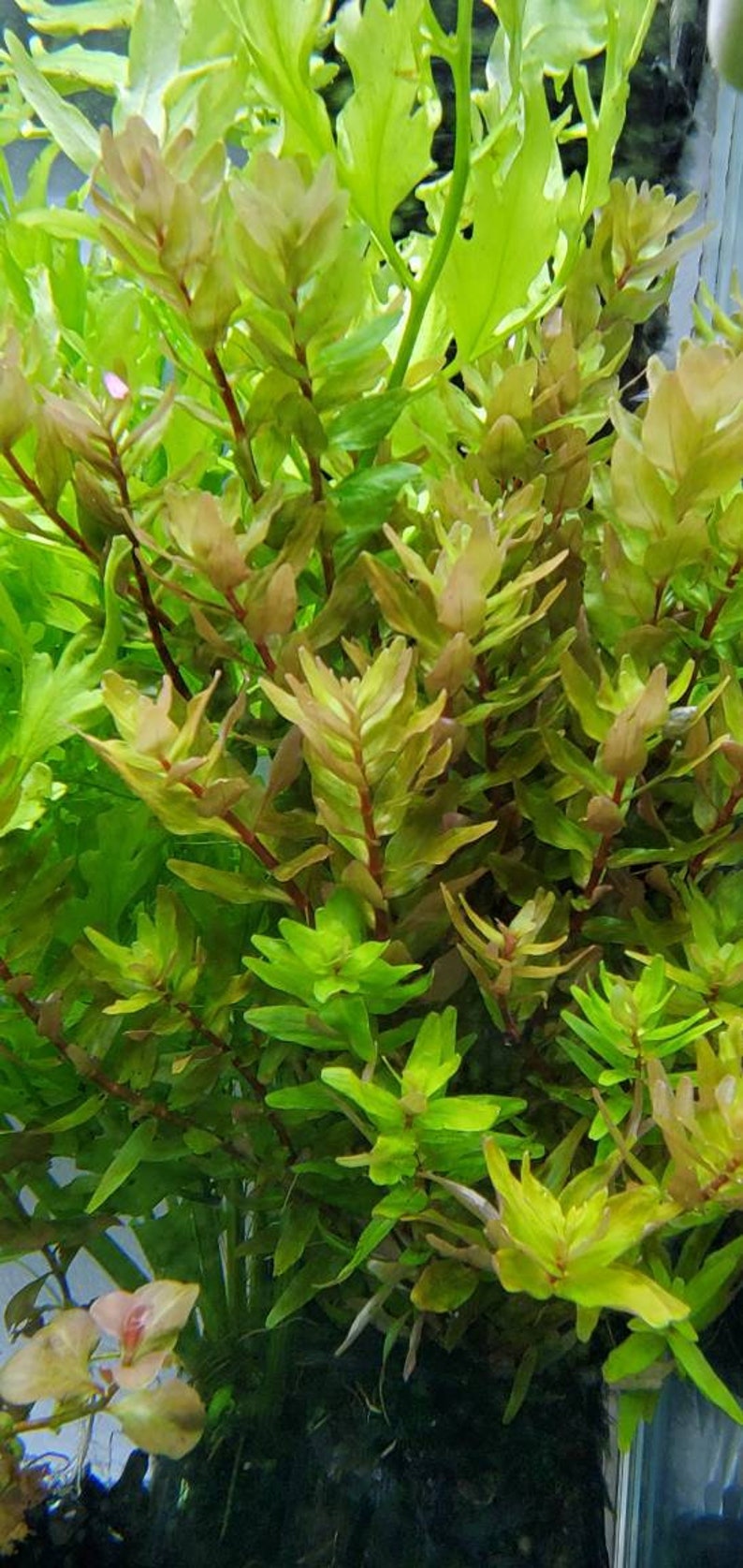 Rotala Macandra Green, Background, Pearlingplants Freshwater Live Aquarium Plants EXTRA image 1