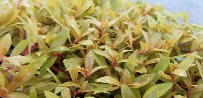 Nesaea pedicellata, Golden, Pearlingplants Freshwater Live Aquarium Plants EXTRA image 7