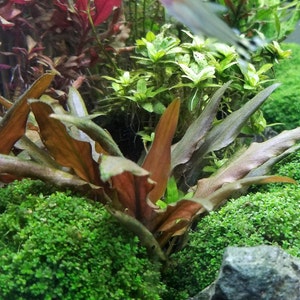 Cryptocoryne Beckettii Petchii Rosa con raíces raro, fondo, medio terreno, Pearlingplants Plantas de acuario vivas de agua dulce EXTRA imagen 7