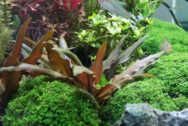 Cryptocoryne Beckettii Petchii Rosa con raíces raro, fondo, medio terreno, Pearlingplants Plantas de acuario vivas de agua dulce EXTRA imagen 7