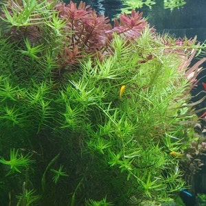 Rotala Sp Green, Freshwater Live Aquarium Plants, Background, Midground Pearlingplants Freshwater Live Aquarium Plants EXTRA image 2