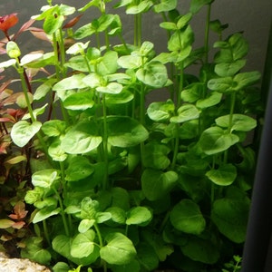 Clinopodium cf Brownei, Pearlingplants Freshwater Live Aquarium Plants EXTRA image 1