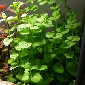 May include: A close-up of a green aquatic plant with long stems and small, rounded leaves. The plant is growing in a clear glass tank.