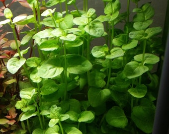 Clinopodium cf Brownei,  (Pearlingplants) Freshwater Live Aquarium Plants + EXTRA