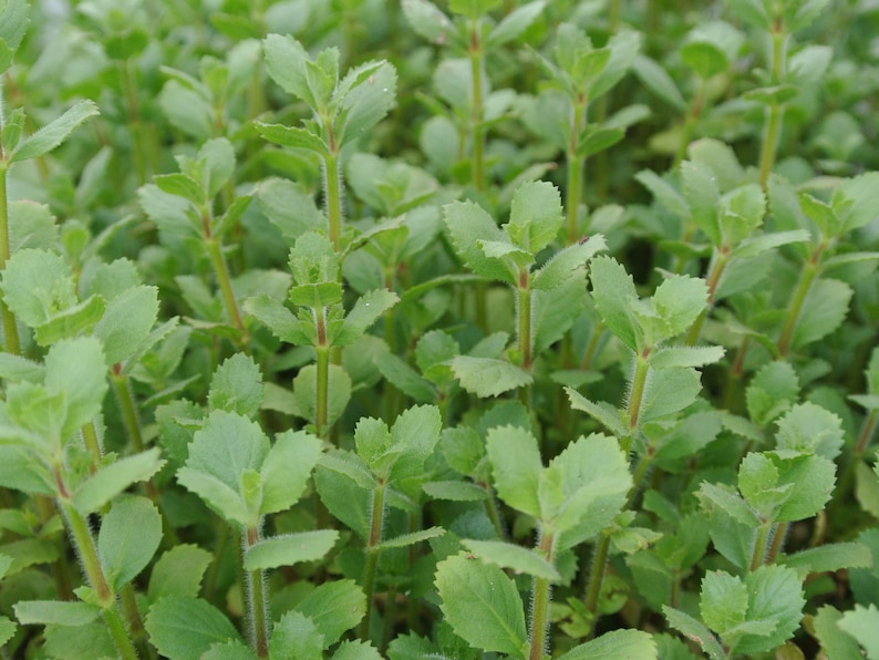 4 Kinds Bacopa C. Red, L. Cardinalis, Small Form, Rotala Macrandra Green, Hygrophila Difformis Pearlingplants Live Aquarium Plants image 8