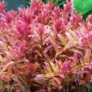 Rotala Fujian, Midground/Background, Live Aquarium Plants + EXTRA