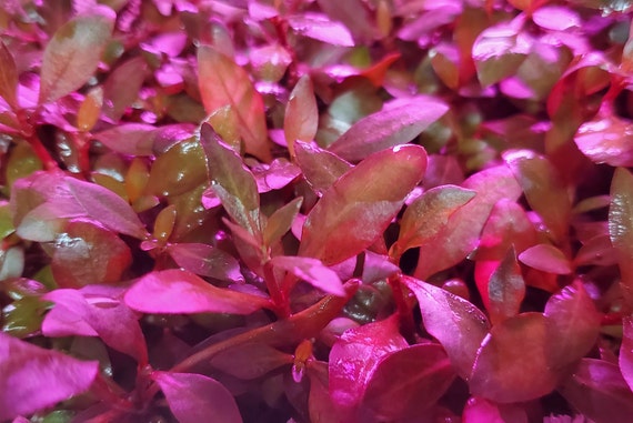 Alternanthera Reineckii Ocipus Rare Freshwater Live Aquarium Etsy