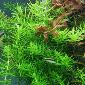 Rotala Sp Green, Freshwater Live Aquarium Plants, Background, Midground Pearlingplants Freshwater Live Aquarium Plants EXTRA image 7