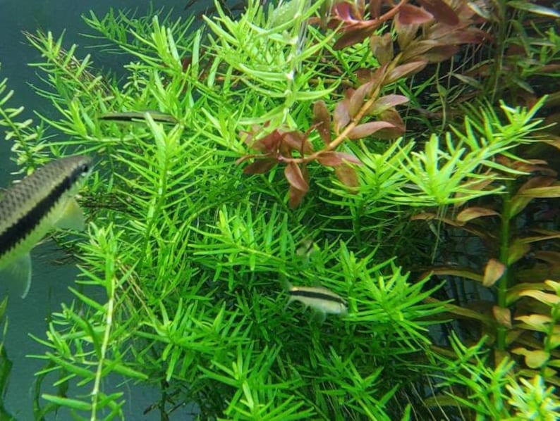 Rotala Sp Green, Freshwater Live Aquarium Plants, Background, Midground Pearlingplants Freshwater Live Aquarium Plants EXTRA image 7