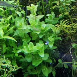 Bacopa Caroliniana Red, Background, Midground, Pearlingplants Freshwater Live Aquarium Plants EXTRA image 4