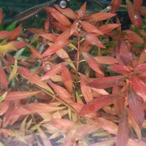 Ludwigia Repens x Arcuata, Background, Pearlingplants Freshwater Live Aquarium Plants EXTRA image 1