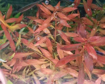 Ludwigia Repens x Arcuata, Background, (Pearlingplants) Freshwater Live Aquarium Plants + EXTRA