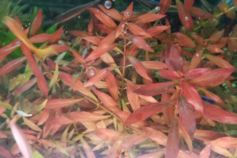 Ludwigia Repens x Arcuata, Background, Pearlingplants Freshwater Live Aquarium Plants EXTRA image 1