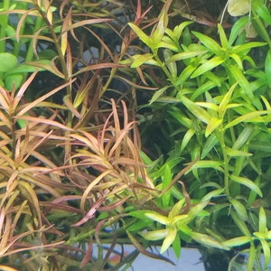 Ludwigia Arcuata, Red Needle Leaf, Background, Midground Pearlingplants Freshwater Live Aquarium Plants EXTRA image 5