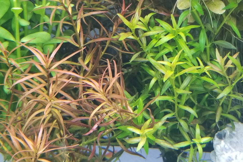 Ludwigia Arcuata, Red Needle Leaf, Background, Midground Pearlingplants Freshwater Live Aquarium Plants EXTRA image 5