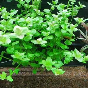 Bacopa Australis, Background, Midground Pearlingplants Freshwater Live Aquarium Plants EXTRA image 4