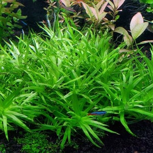 Heteranthera Zosterifolia, Stargrass, Background, Midground, Pearlingplants Freshwater Live Aquarium Plants EXTRA image 2