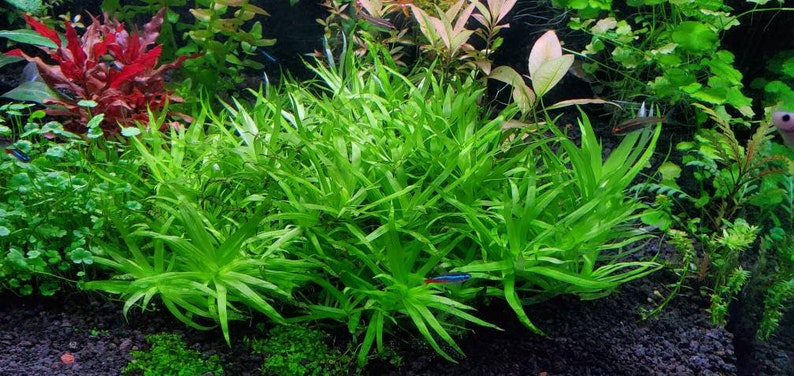 Heteranthera Zosterifolia, Stargrass, Background, Midground, Pearlingplants Freshwater Live Aquarium Plants EXTRA 画像 2
