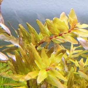 Rotala Macandra Green, Background, Pearlingplants Freshwater Live Aquarium Plants EXTRA image 3