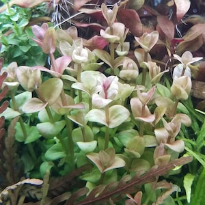 May include: A close-up of a cluster of red and green aquatic plants. The plants have small, delicate leaves and are growing in a dense clump.