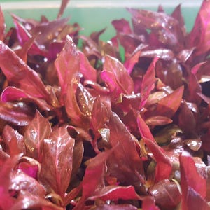 Fully RED Plants with Pogostemon Helferi Downoi, bundle, (Pearlingplants) Freshwater Live Aquarium Plants + EXTRA