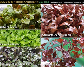 5 Species, Background, Midground, Bundle, Package (Pearlingplants) Freshwater Live Aquarium Plants + EXTRA