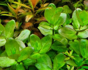 Bacopa Caroliniana, Background, Midground, (Pearlingplants) Freshwater Live Aquarium Plants + EXTRA