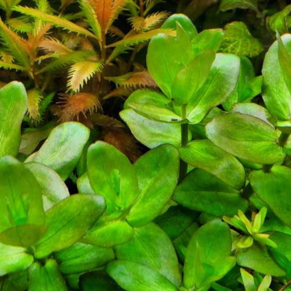 Bacopa Caroliniana, Background, Midground, (Pearlingplants) Freshwater Live Aquarium Plants + EXTRA