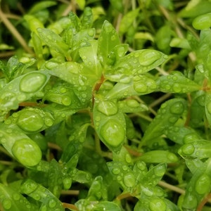 Ludwigia Arcuata, Red Needle Leaf, Background, Midground Pearlingplants Freshwater Live Aquarium Plants EXTRA image 2