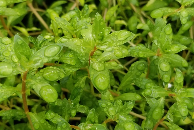 Ludwigia Arcuata, Red Needle Leaf, Background, Midground Pearlingplants Freshwater Live Aquarium Plants EXTRA image 2