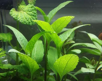Acmella Repens, Background, Midground, (Pearlingplants) Freshwater Live Aquarium Plants + EXTRA