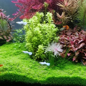 Hemianthus Callitrichoides, HC Baby Tears Dwarf, Foreground, Carpet, Pearlingplants Freshwater Live Aquarium Plants EXTRA image 3