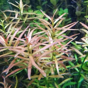 Ludwigia Arcuata, Red Needle Leaf, Background, Midground Pearlingplants Freshwater Live Aquarium Plants EXTRA image 1