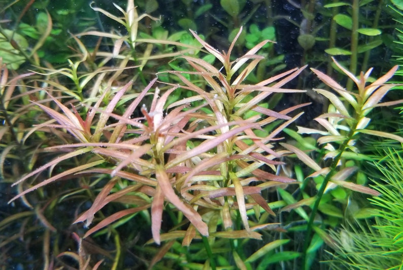 Ludwigia Arcuata, Red Needle Leaf, Background, Midground Pearlingplants Freshwater Live Aquarium Plants EXTRA image 1