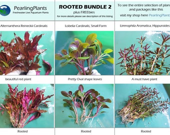 ROOTED BUNDLE 2, (Pearlingplants) Freshwater Live Aquarium Plants + EXTRA