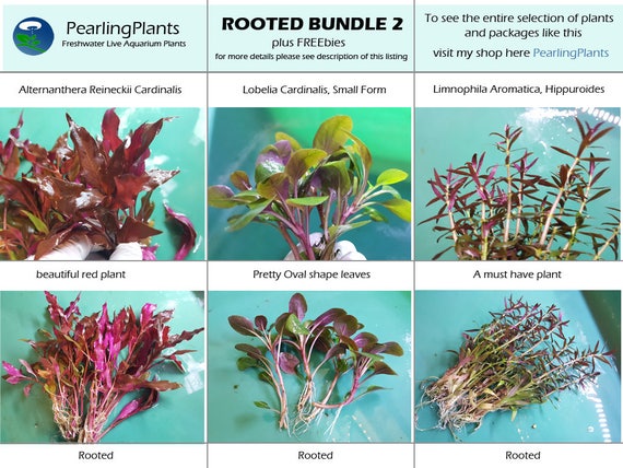 aquarium plant bundle