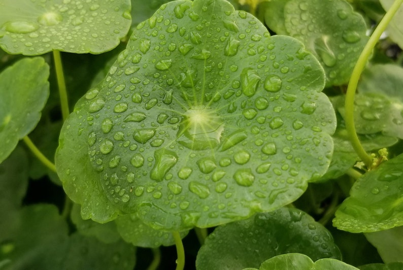 Hydrocotyle Verticillata, Rare Pearlingplants Freshwater Live Aquarium Plants EXTRA image 3