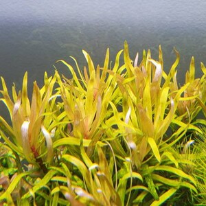 Nesaea pedicellata, Golden, Pearlingplants Freshwater Live Aquarium Plants EXTRA image 8