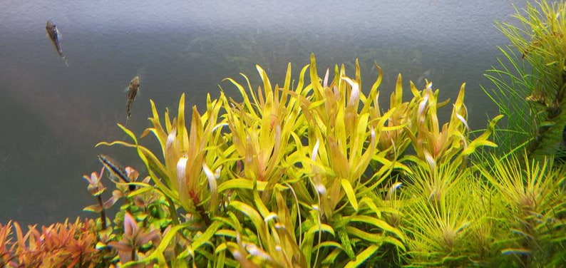 Nesaea pedicellata, Golden, Pearlingplants Freshwater Live Aquarium Plants EXTRA image 8