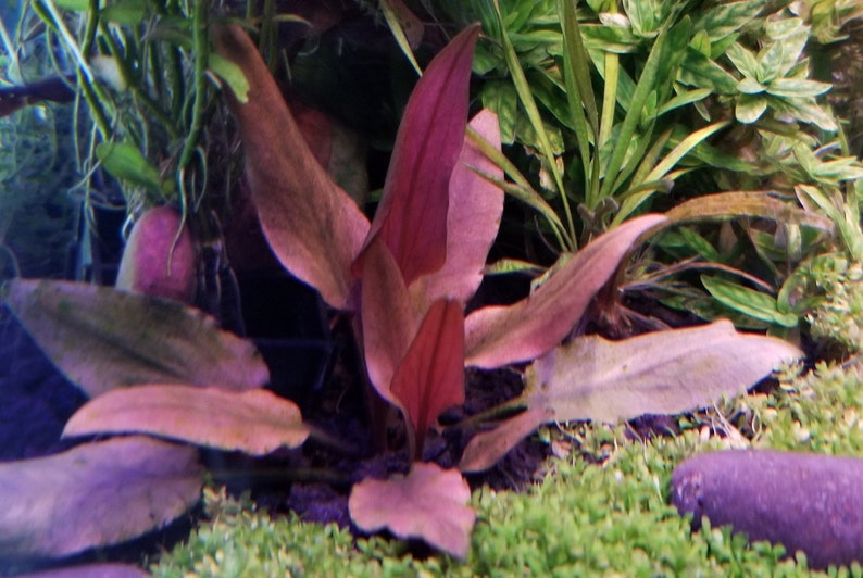 Cryptocoryne Beckettii Petchii Rosa con raíces raro, fondo, medio terreno, Pearlingplants Plantas de acuario vivas de agua dulce EXTRA imagen 9