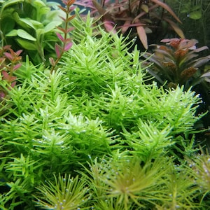 4 Kinds (R Sp Green, Alternanthera Reineckii Mini, Hygrophila Siamensis, L. Cardinalis) (Pearlingplants) Freshwater Live Aquarium Plants